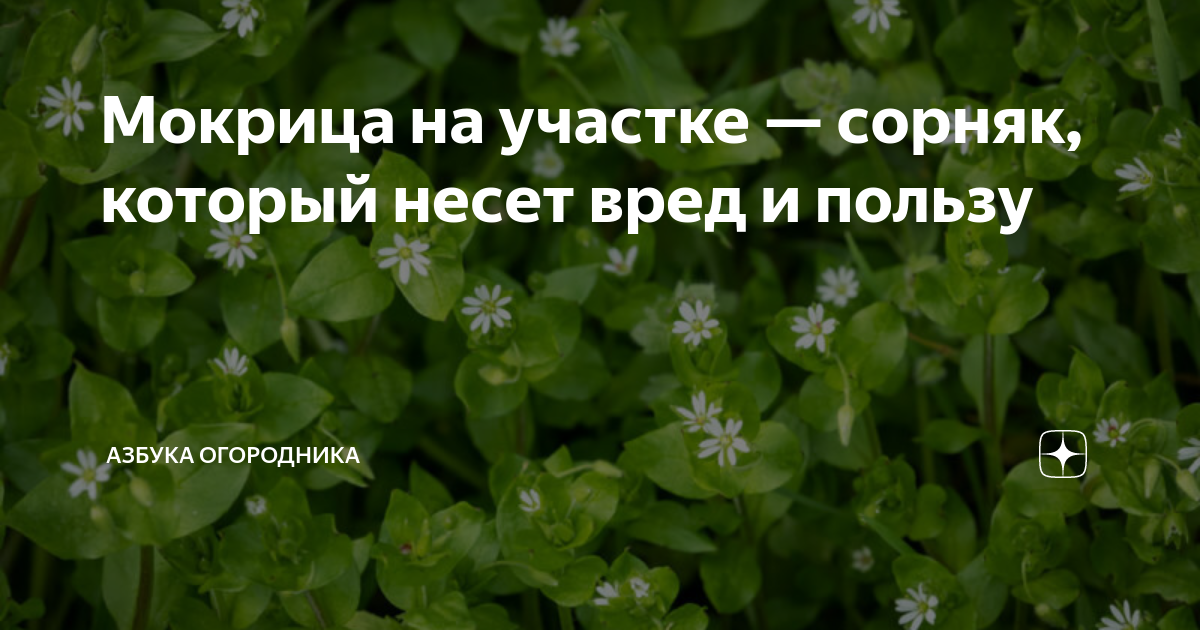 ЗВЕЗДЧАТКА (МОКРИЦА) ТРАВА 30Г купить за руб. - интернет-аптека «Фиалка». Санкт-Петербург.