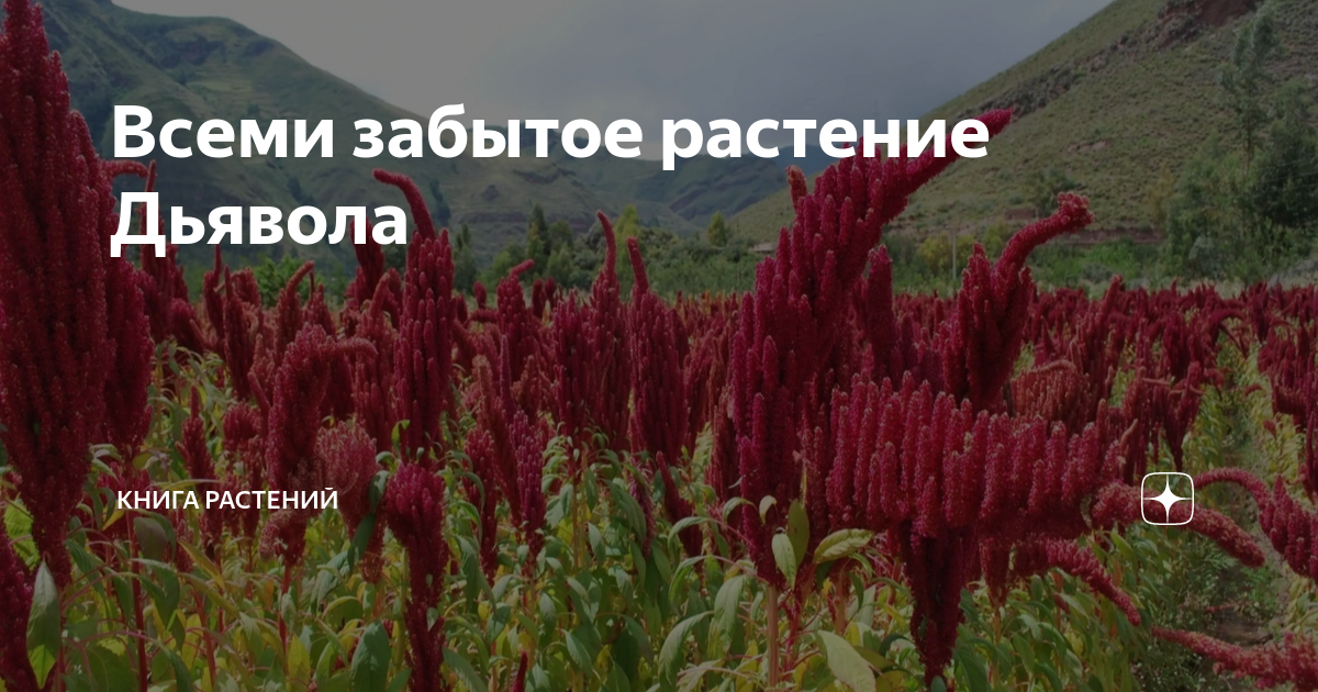 Всеми забытое растение Дьявола | Книга растений | Дзен
