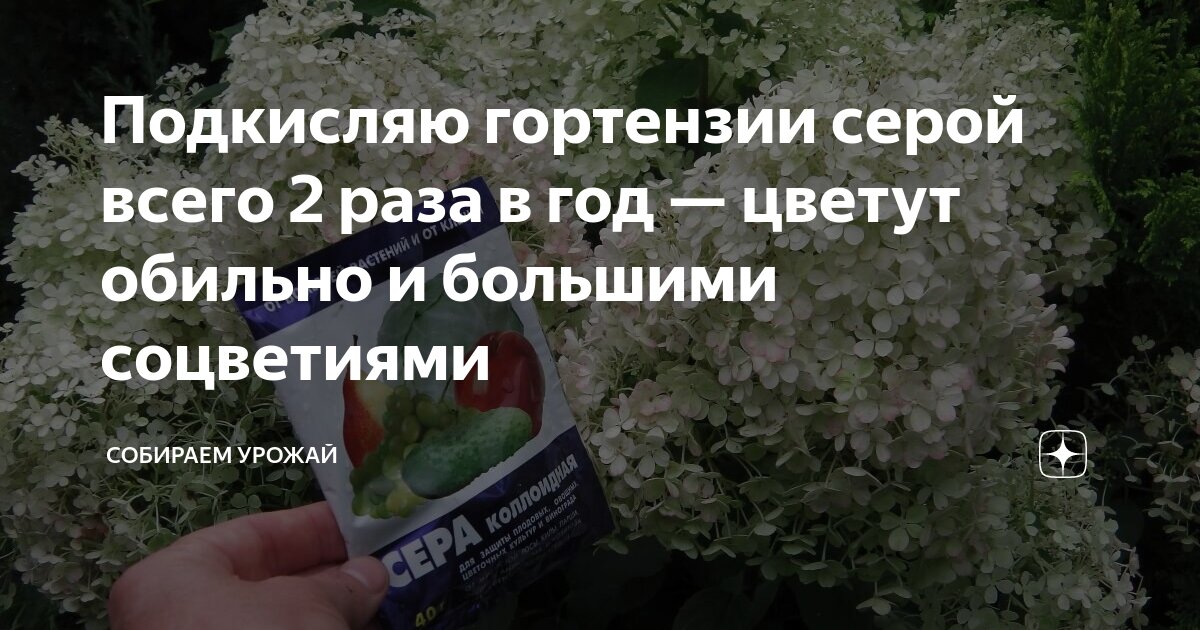 Как правильно поливать гортензию лимонной кислотой. Подкислить гортензию. Сера для гортензий. Сера коллоидная для гортензий. Подкислить голубику уксусом.