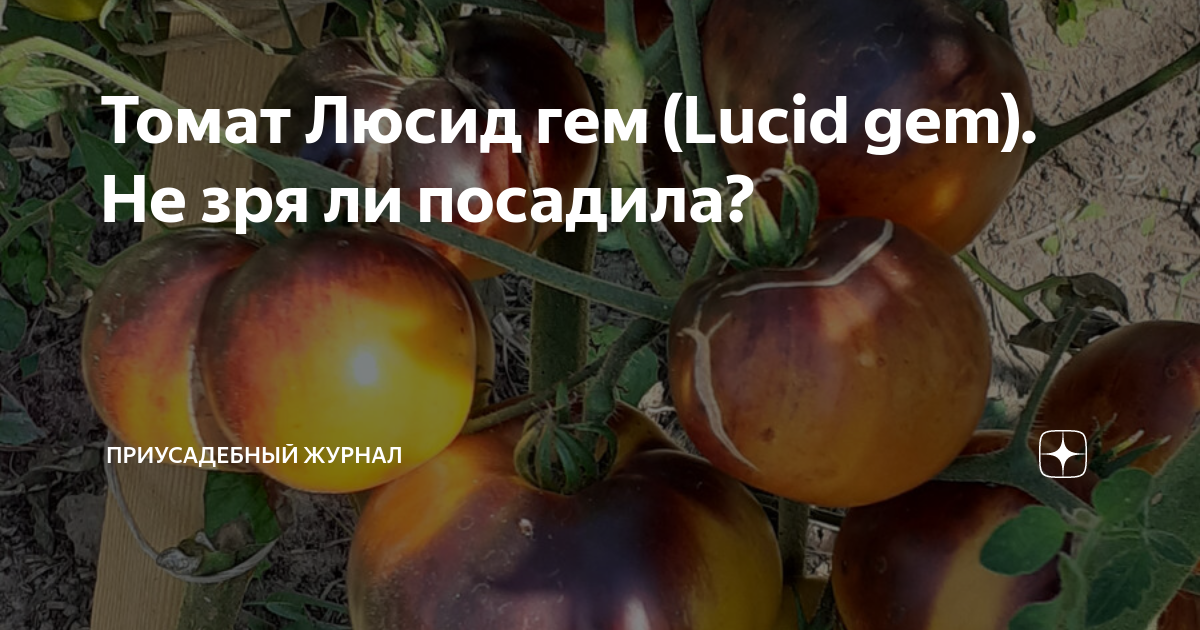 Томат Люсид гем (Lucid gem). Не зря ли посадила? | Приусадебный журнал ...