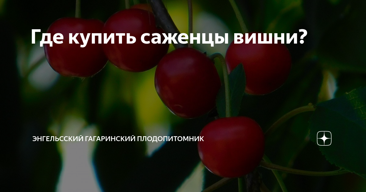 Гагаринский плодопитомник энгельс каталог товаров. Саженцы Гагаринского плодопитомника. Энгельсский Гагаринский Плодопитомник саженцы. Энгельсский Гагаринский Плодопитомник каталог саженцев. Энгельсский Гагаринский Плодопитомник гортензии.