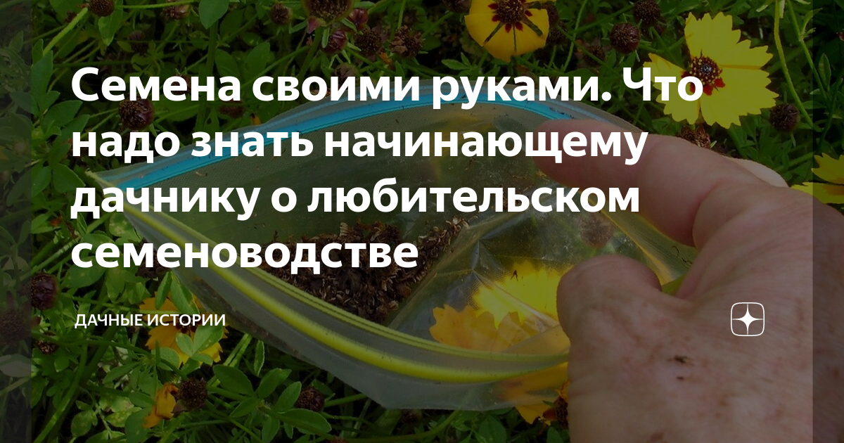 Семена своими руками. Что надо знать начинающему дачнику о любительском семеноводстве