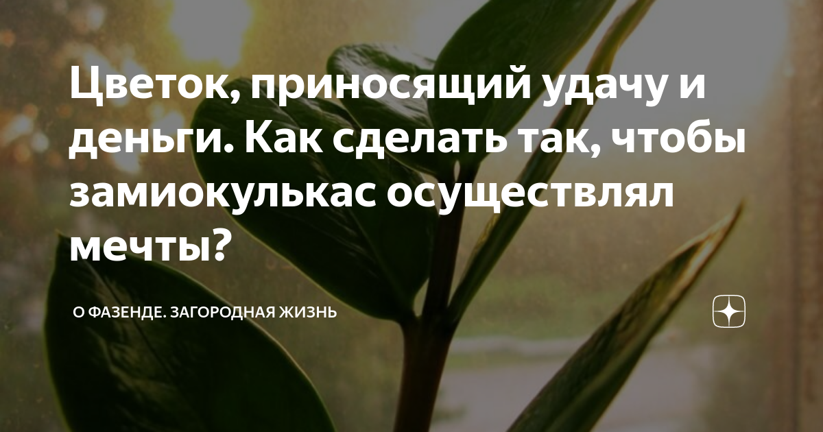 Притягивают деньги как магнит: какие цветы нужно держать в каждом доме