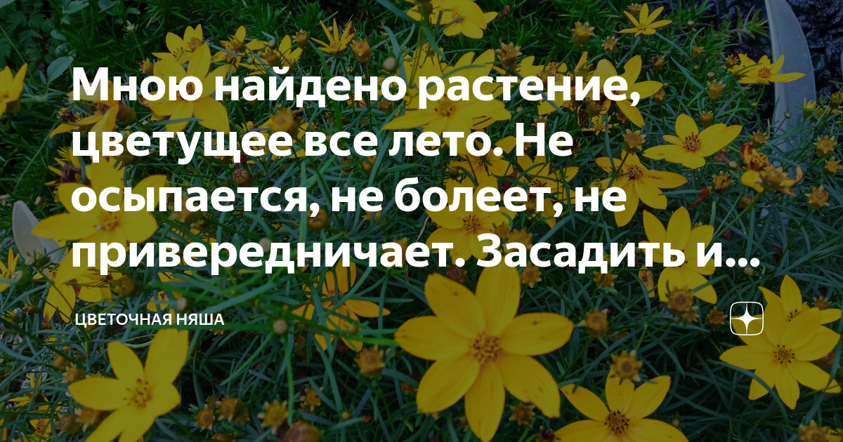 Канал цветочная няша дзен. Цветочная няша. Цветочная няша дзен фото.