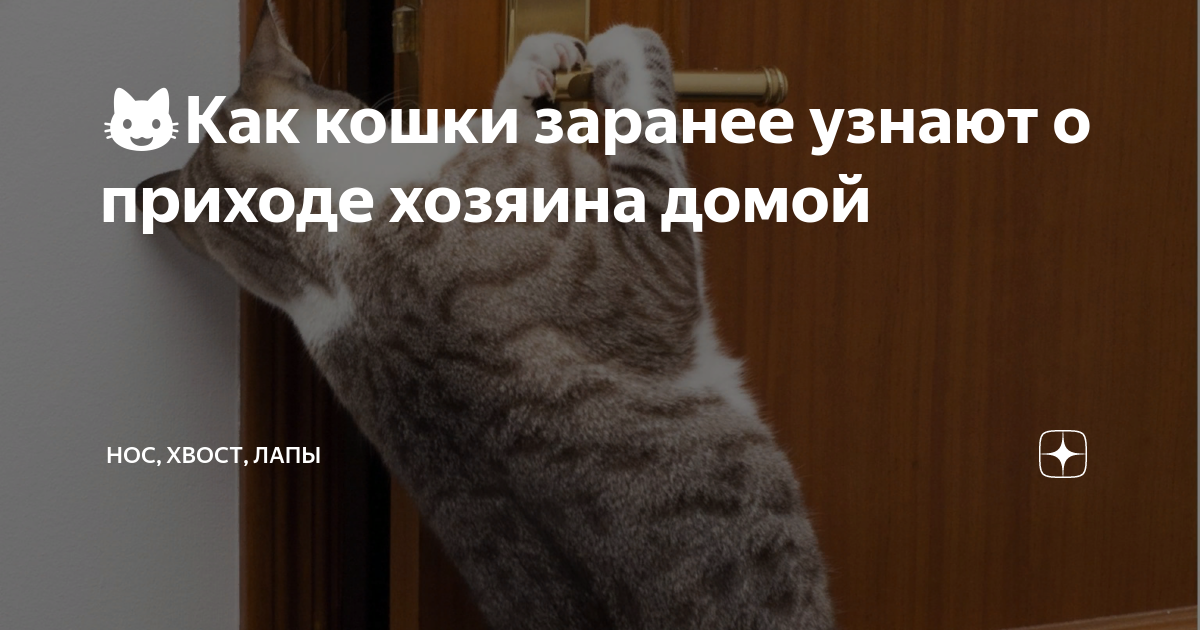 Как коты чувствуют приход хозяина. Кошка заранее знает Клоа придет зозяин.