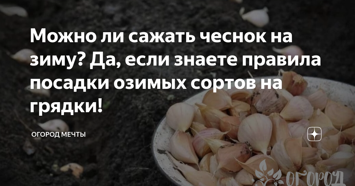 Можно ли сажать чеснок на зиму? Да, если знаете правила посадки озимыхсортов на грядки!