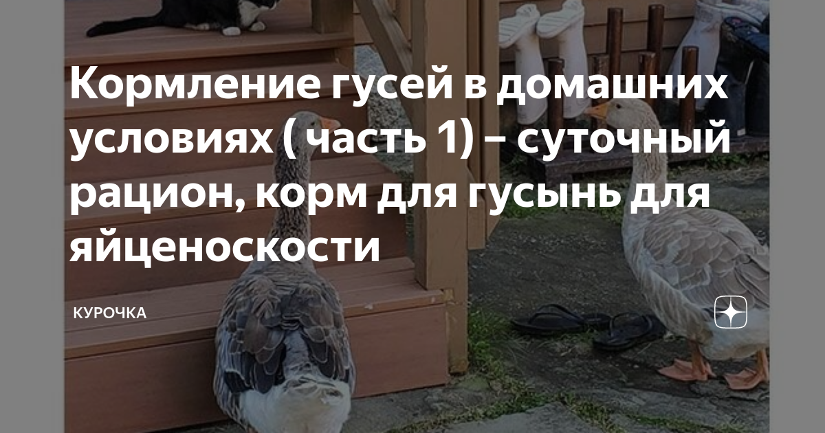Кормление гусей в домашних условиях ( часть 1) – суточный рацион, корм ...