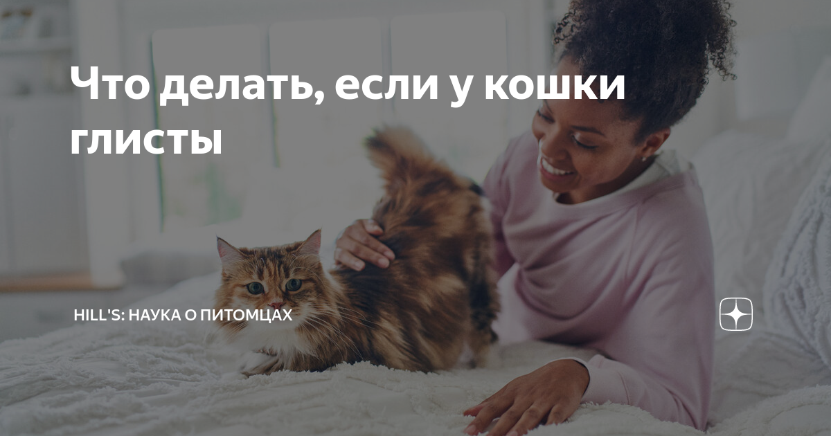 Глисты у кошки: 🐈 причины, симптомы, лечение, профилактика