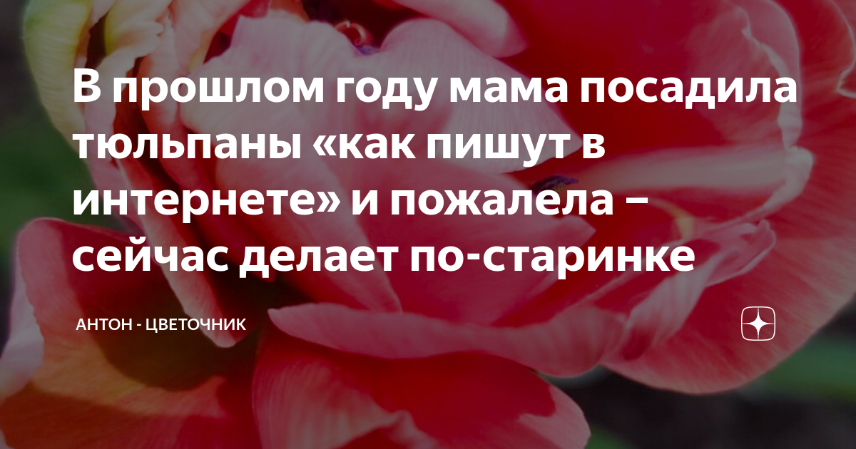 В прошлом году мама посадила тюльпаны «как пишут в интернете» и ...