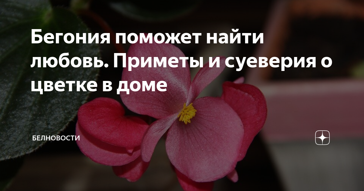 Бегонии приметы и суеверия. Бегония приметы и суеверия. Цветок бегония приметы и суеверия для дома. Красная бегония приметы и суеверия. Бегония приметы.