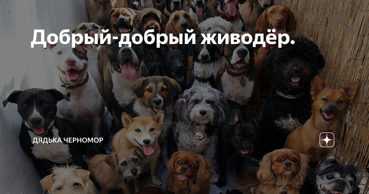 Добрый-добрый живодёр. | Дядька Черномор | Дзен