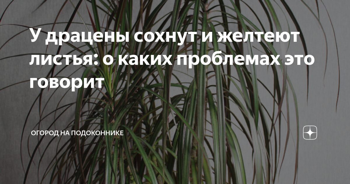 Драцена маргината - Katie - LiveJournal