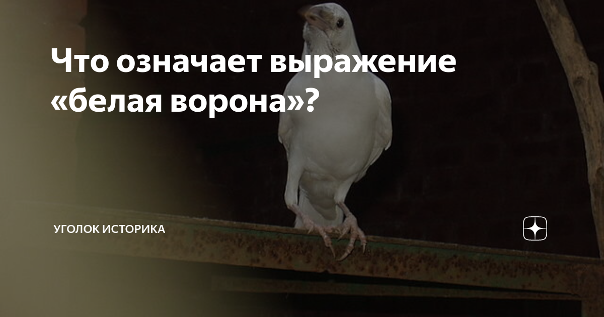 Человек белая ворона. Белая ворона живая. Блог белая ворона на дзене дзен. Крылатое выражение белая ворона. Картинки на тему белая ворона.