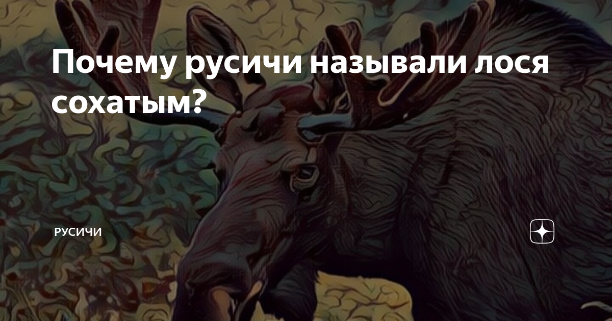 Почему лося называют лосем. Почему лося называют Сохатым. Почему у лося кличка Сохатый. Сохатый значение слова в толковом.