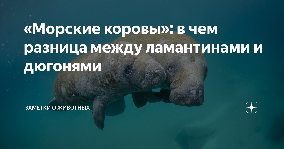 Как выглядят морские коровы фото