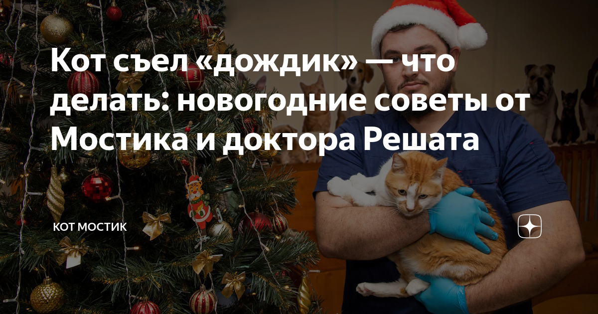 Кот съел «дождик» — что делать: новогодние советы от Мостика и доктора ...