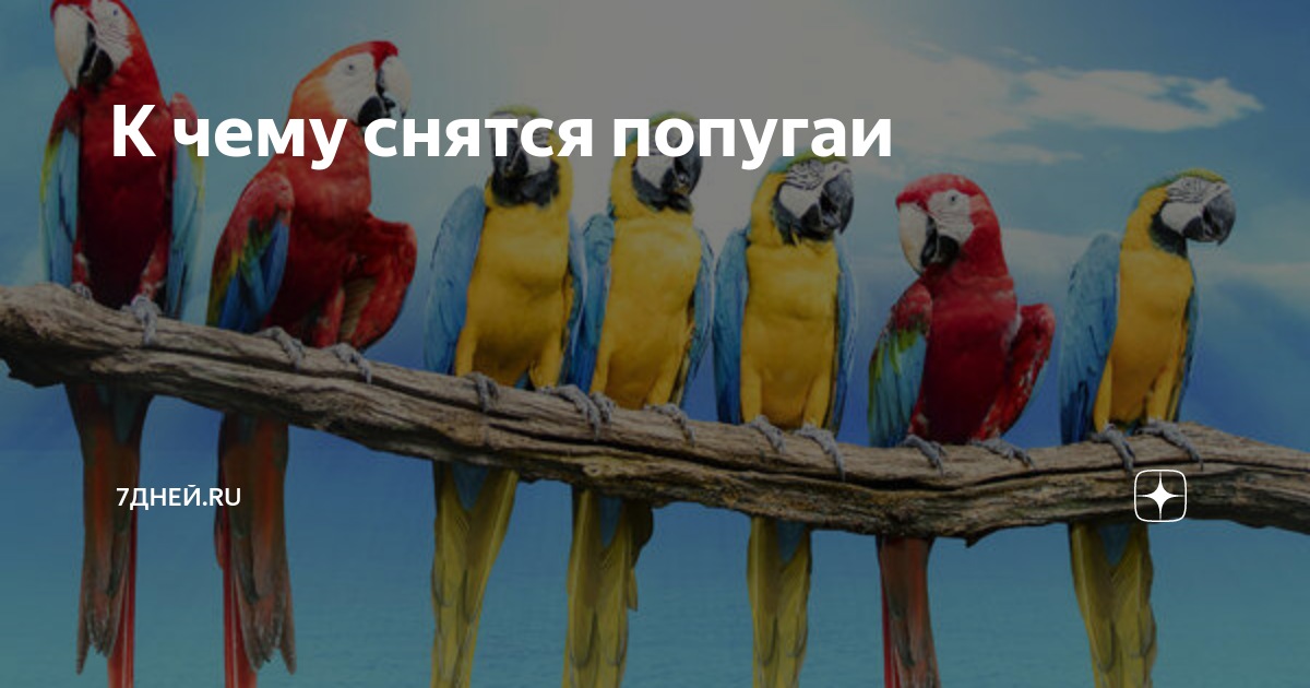 «Сонник Попугаи в клетке приснились, к чему снятся во сне Попугаи в клетке»