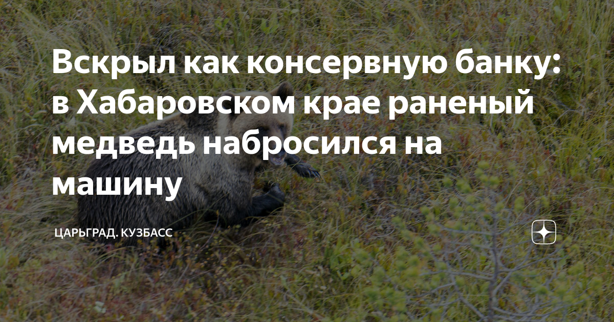 Медведь набросился на машину