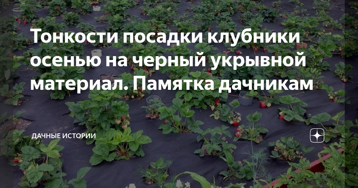 Как посадить клубнику под чёрный укрывной материал – советы садоводам