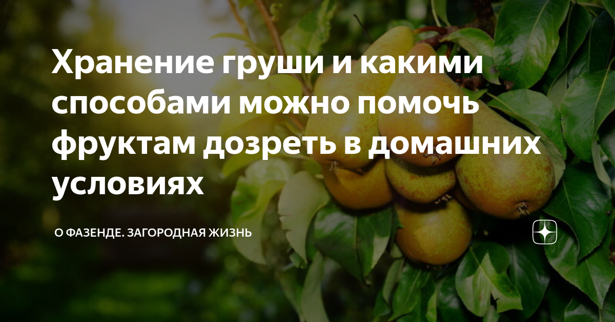Этикетка груша. При какой температуре хранить яблоки на складе. Срок годности груши. Срок годности груши. 7 груш.