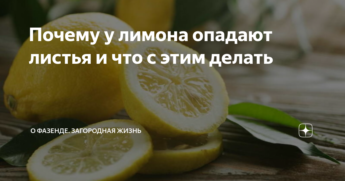 Как реанимировать засохший лимон?