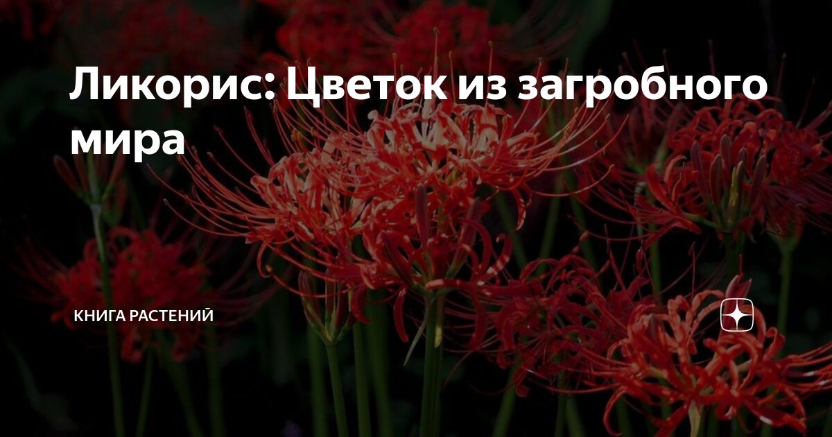 Ликорис: Цветок из загробного мира | Книга растений | Дзен