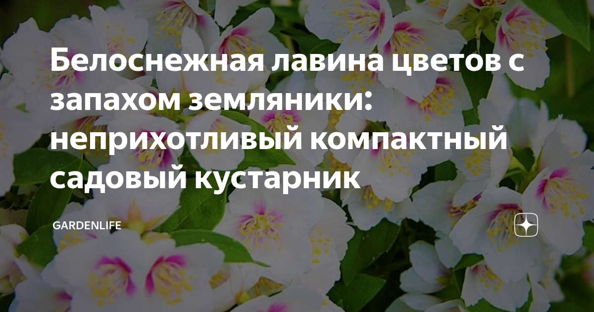 Белоснежная лавина цветов с запахом земляники: неприхотливый компактный ...