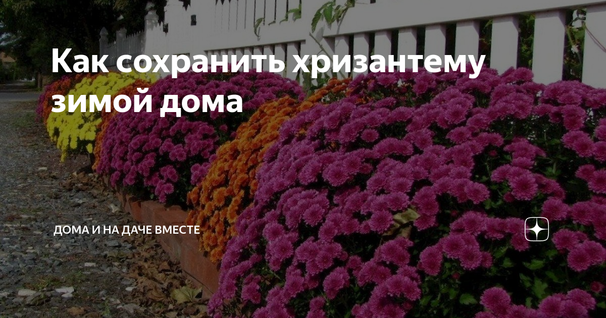 Как хранить выкопанную хризантему зимой