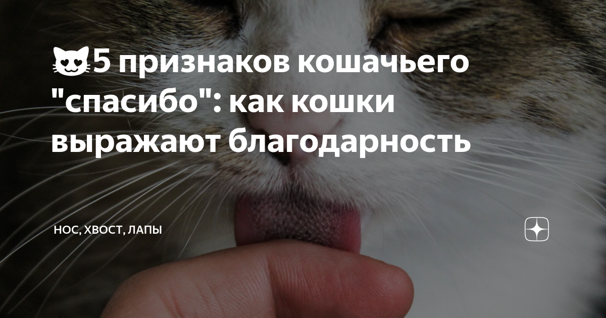 Признаки кошачьего