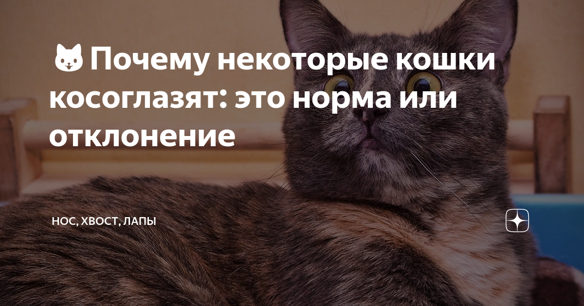 Почему некоторым животным. Нос хвост лапы дзен. Почему котенок немного косоглазит. Статья нос хвост лапы от 18 марта. Почему некоторые люди любят кошек а некоторые нет