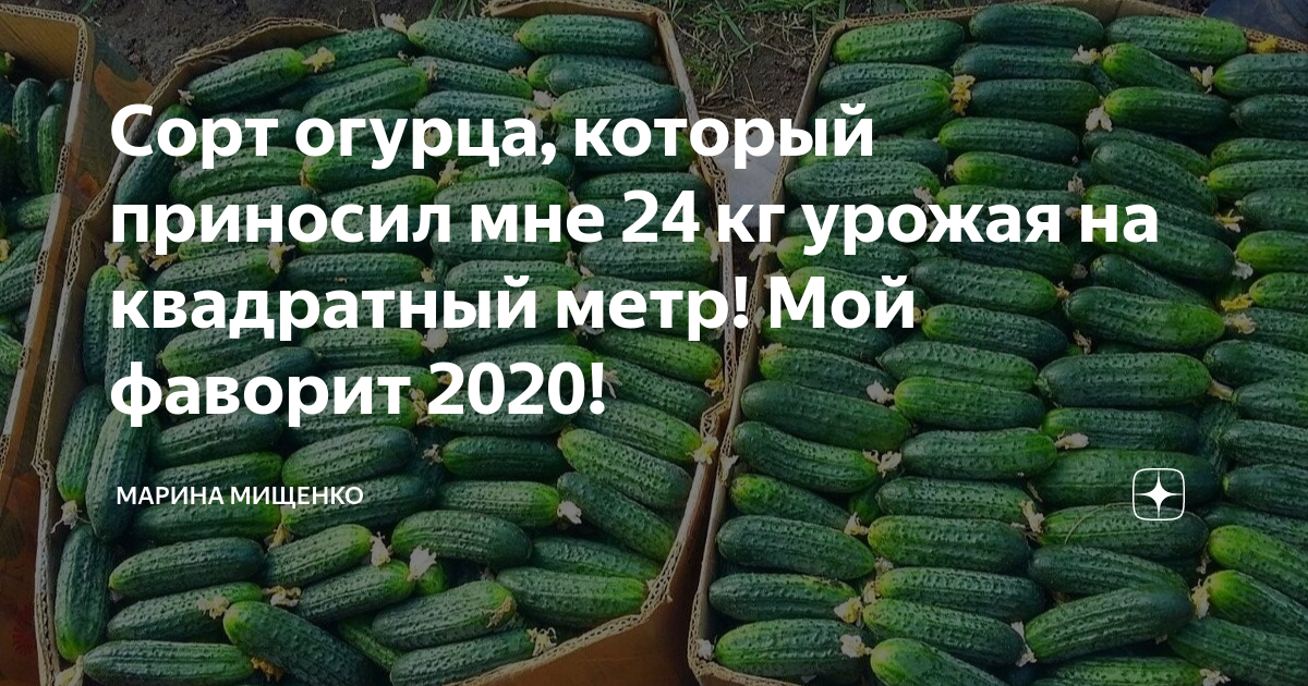 Огурец сорт мадейра. Огурец мадейра. огурец мадейра f1. огурцы сорт мадейра. квадратный сорт огурцов.