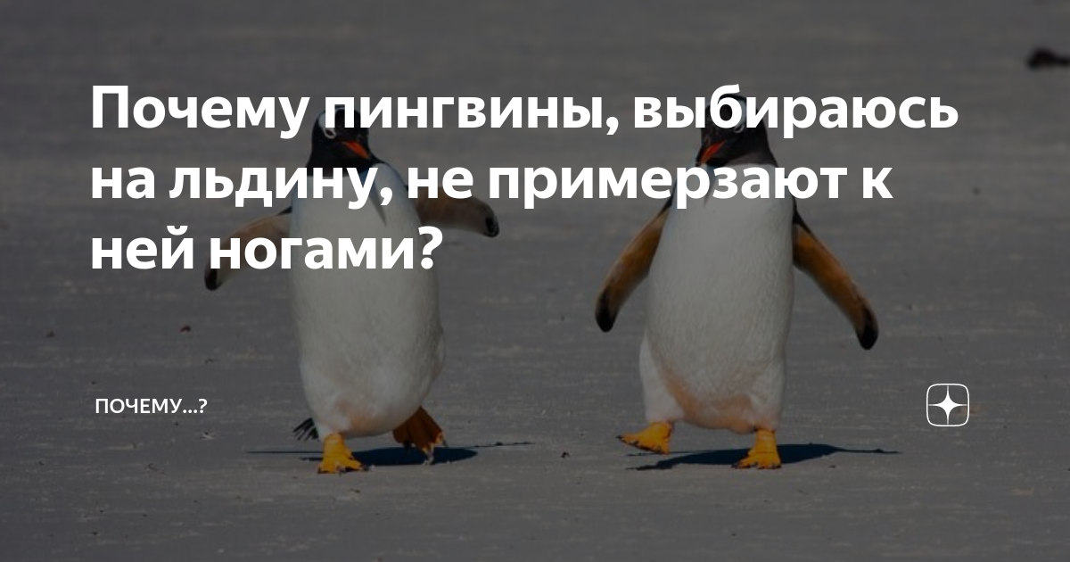 Как выглядят ноги пингвина В австралийском зоопарке собрали коллекцию отпечатков лап