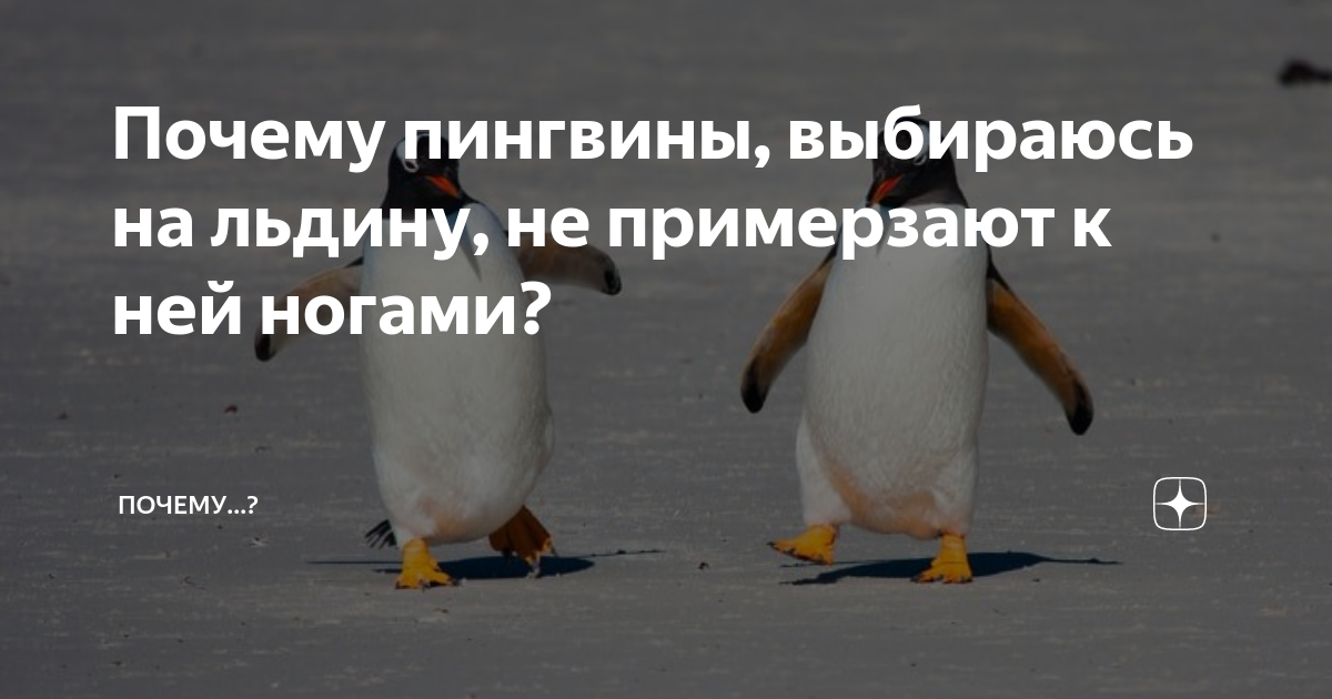 Как у пингвинов не мерзнут лапы на морозе? И есть ли у них колени?