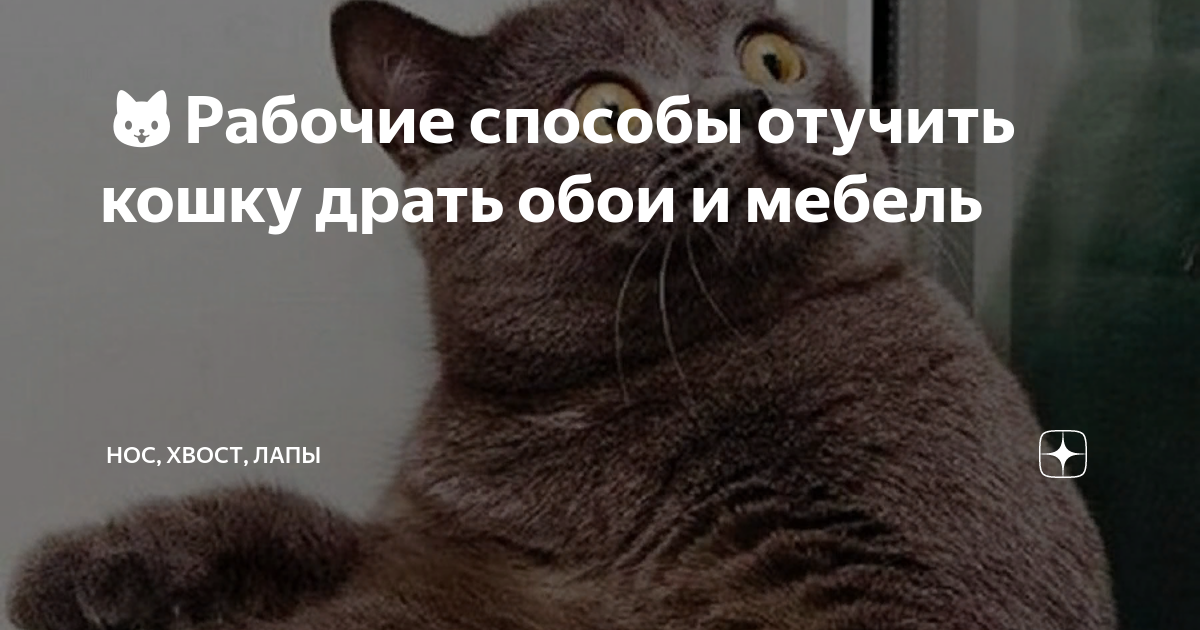 Как отучить кошку нападать на руки