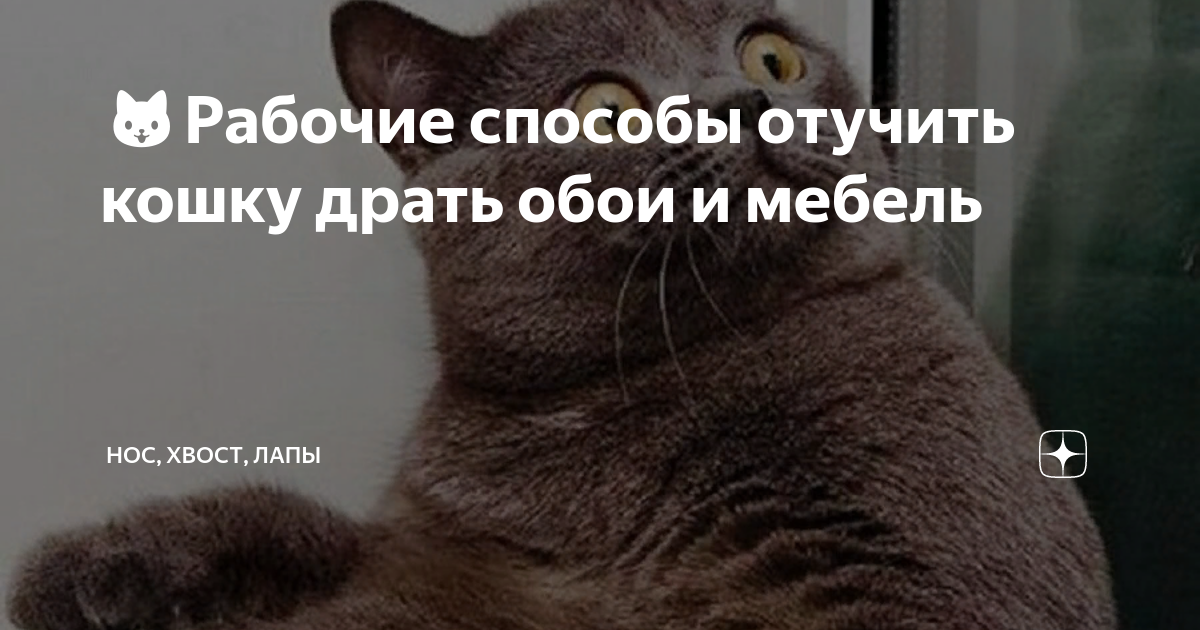 🐱Рабочие способы отучить кошку драть обои и мебель | Нос, хвост, лапы |  Дзен