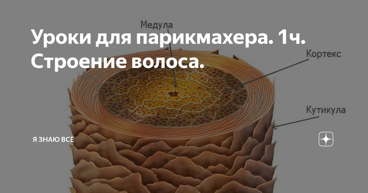 Уроки для парикмахера. 1ч. Строение волоса. | Я ЗНАЮ ВСЁ | Дзен