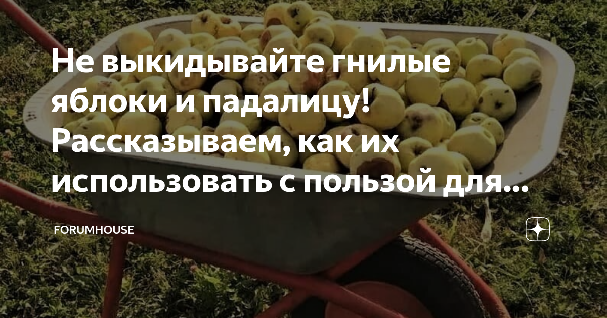 Не выкидывайте гнилые яблоки и падалицу! Рассказываем, как их ...