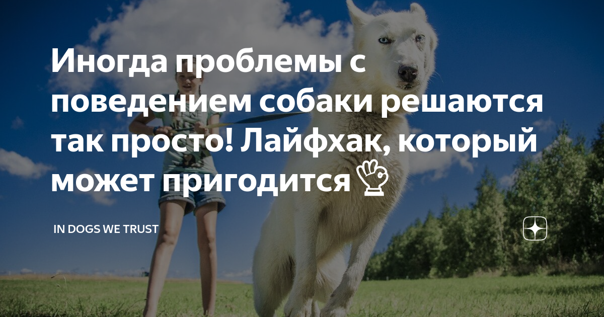 Иногда проблемы с поведением собаки решаются так просто! Лайфхак ...