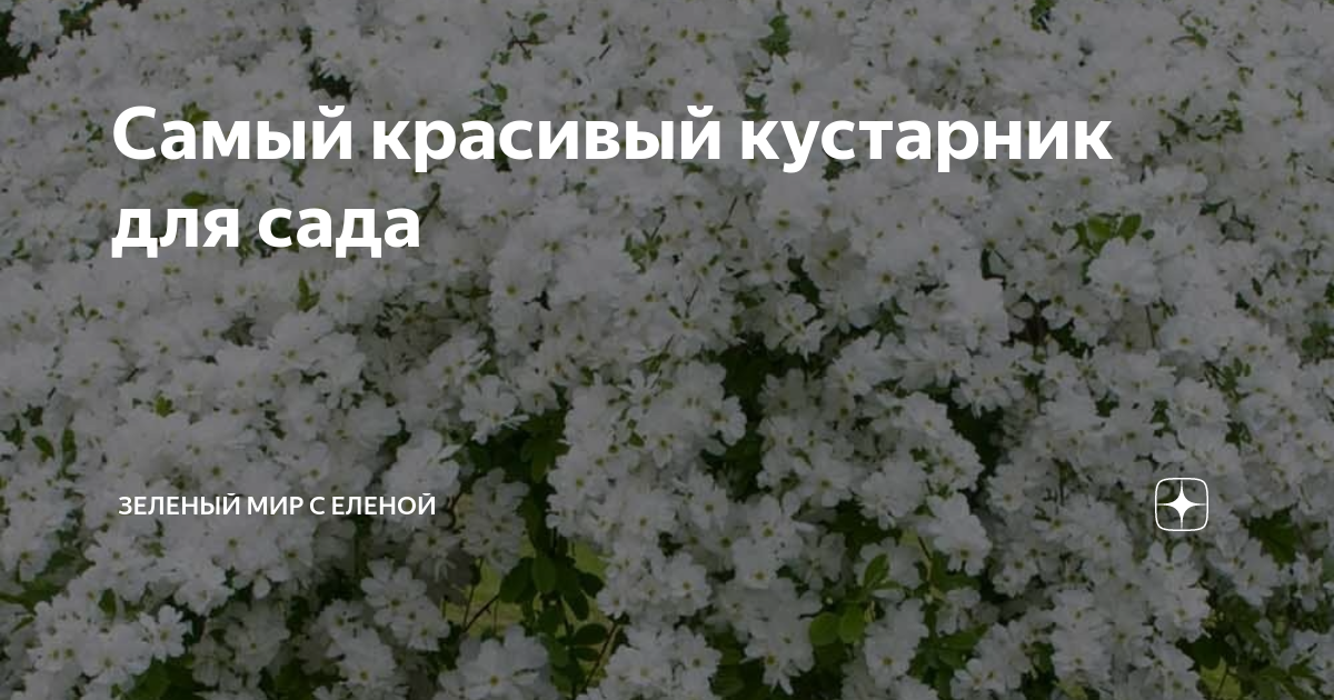 Самый красивый кустарник для сада | ЗЕЛЕНЫЙ МИР С ЕЛЕНОЙ | Дзен
