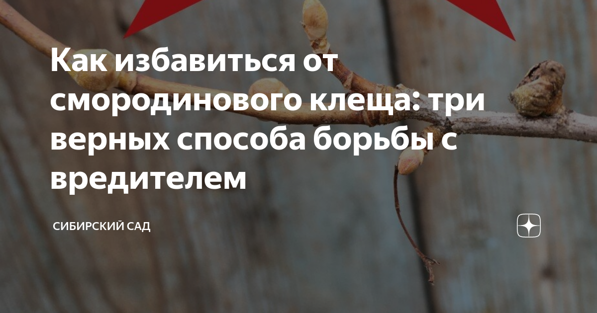 Как избавиться от смородинового клеща: три верных способа борьбы с ...