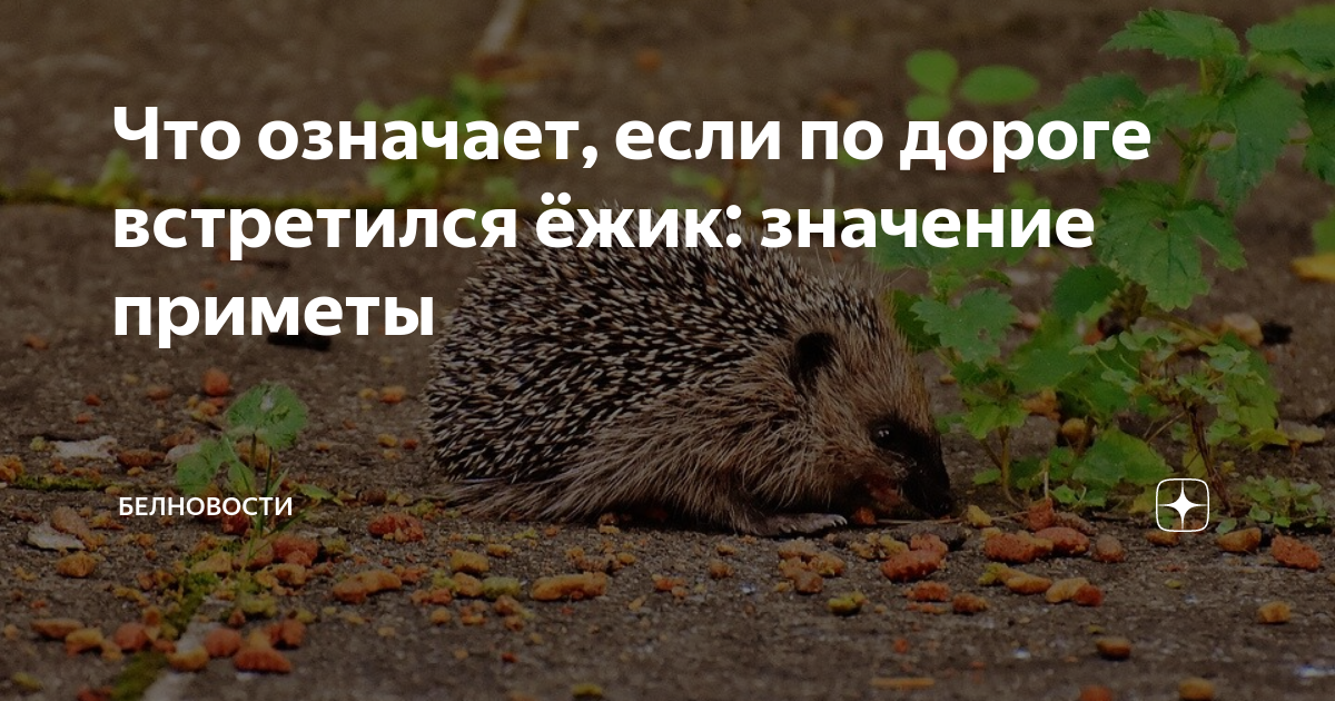 Встретить ежа примета. Примета если встретил ежика. Встретить ежика примета на дороге. Ёжик встретили по дороге.