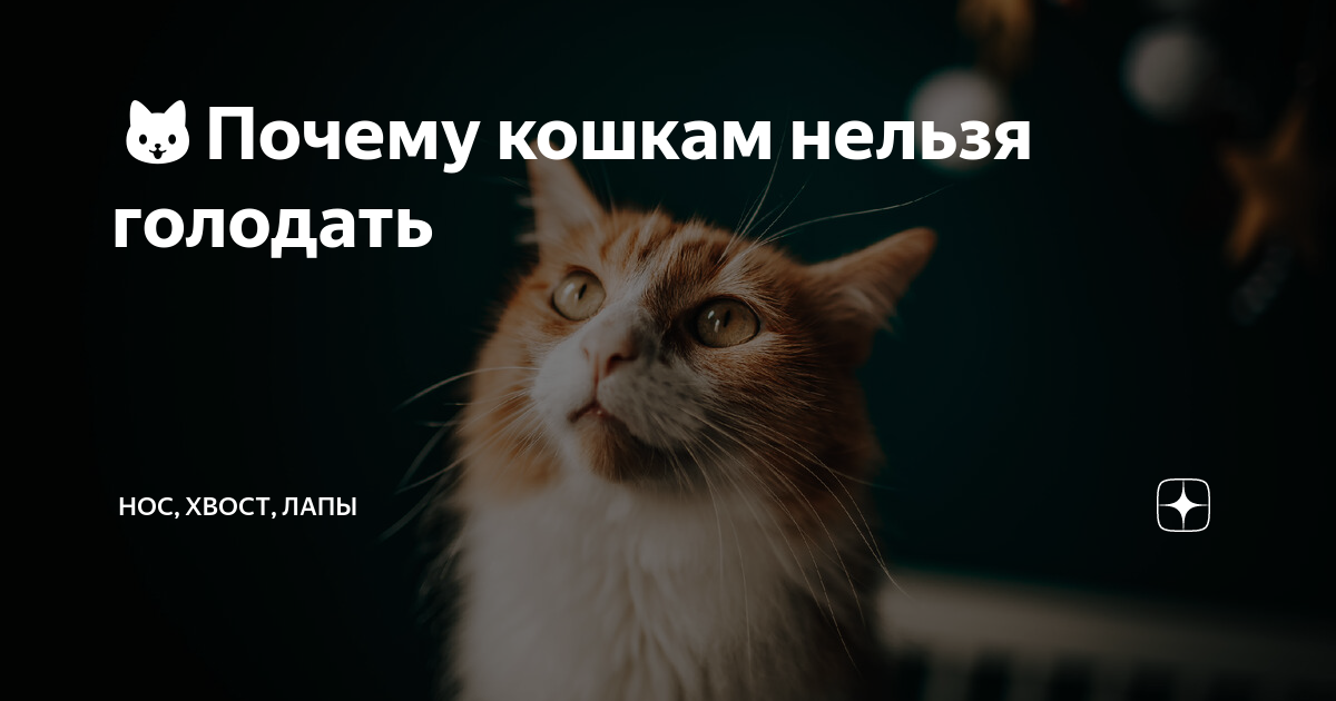 почему нельзя голодать