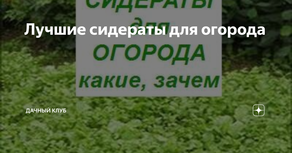 Белокочанная капуста как сидерат