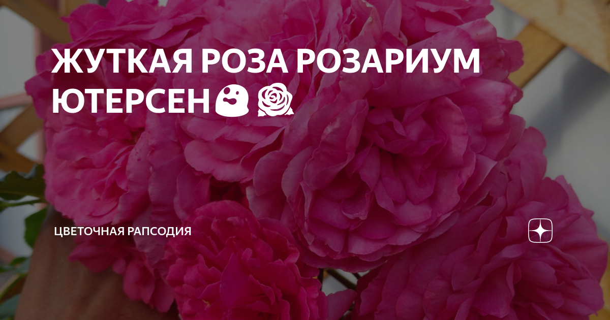 ЖУТКАЯ РОЗА РОЗАРИУМ ЮТЕРСЕН😲🌹 | Цветочная Рапсодия | Дзен