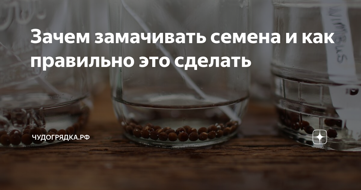 Почему вымачивают. Замачивать орехи нужно. Замоченные в воде орехи. Почему надо вымачивать орехи. Зачем замачивать грецкие орехи.