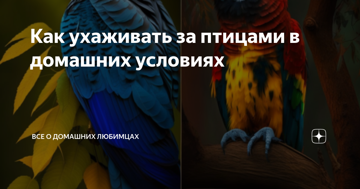Какую птичку завести. Какую птичку завести