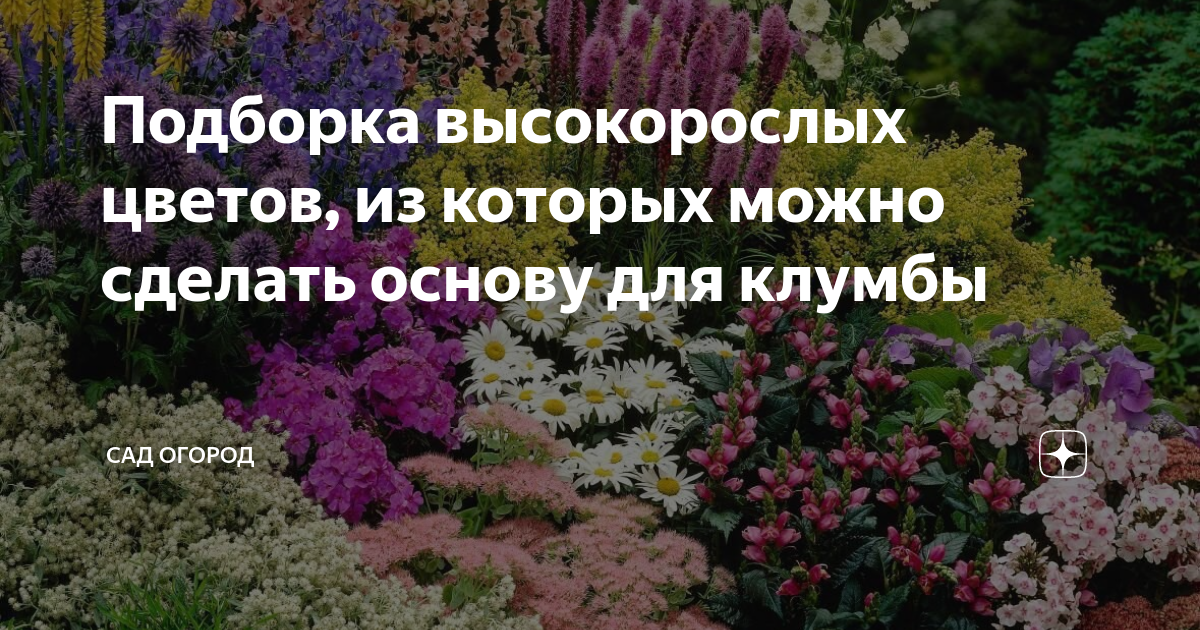 Что выгоднее: купить семена цветов в интернет-магазине или на садовом рынке?