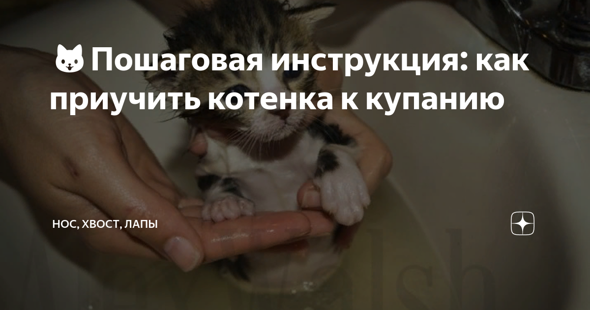 Как научить котенка пить самостоятельно. Как приучить кота к купанию. как приучить котёнка к купанию в воде. как приучить котенка спать ночью вместе. как приучить котёнка к молоку.