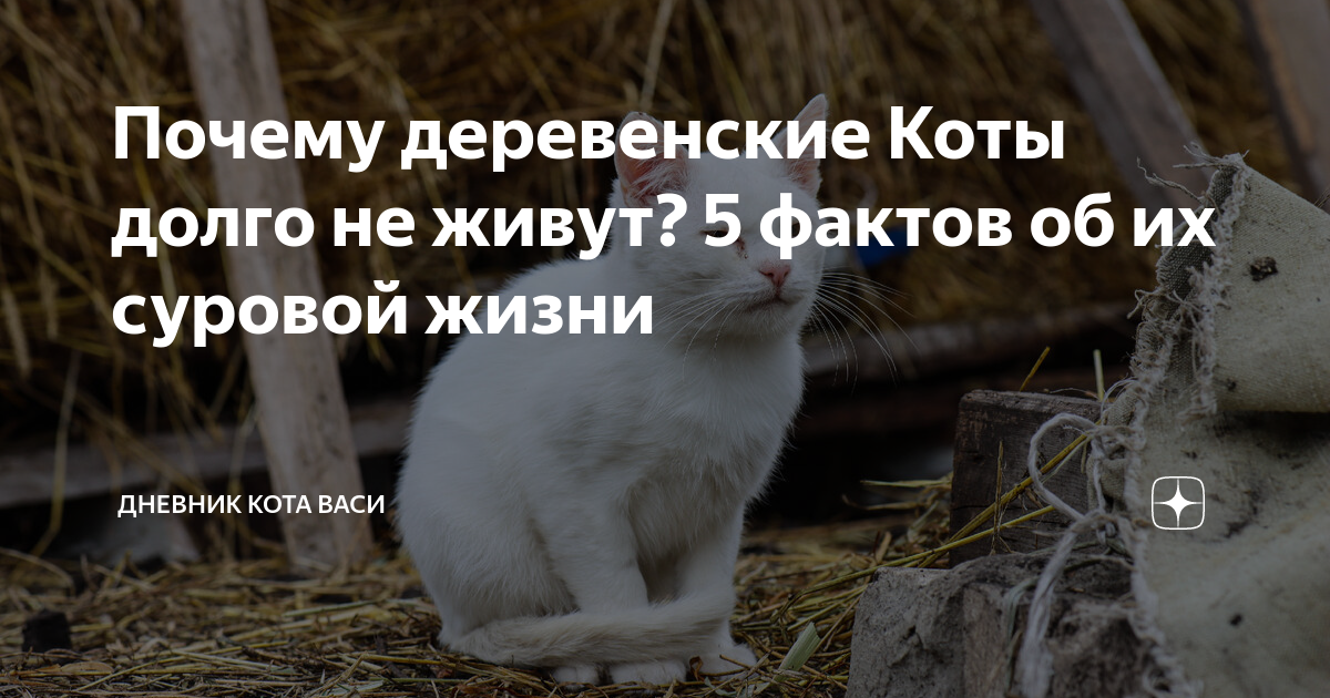 Почему кошки не приживаются в доме? Народные приметы и мнение ветеринаров | Про Кошек | Дзен