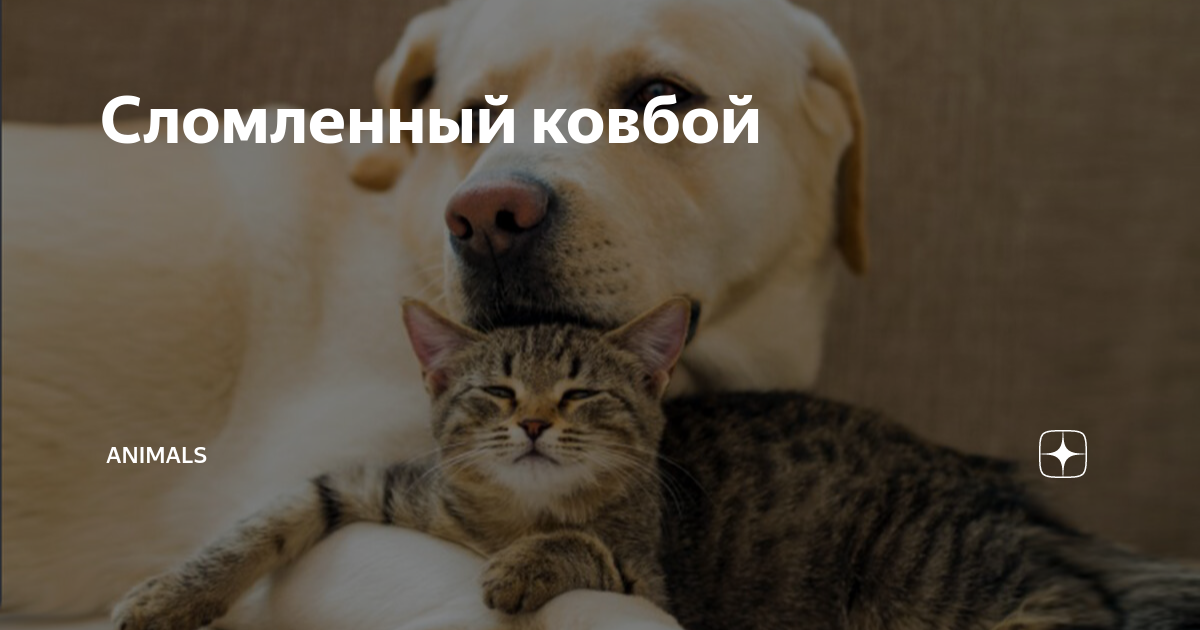 zen.yandex.ru